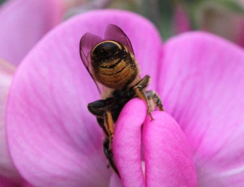 Megachile ericetorum